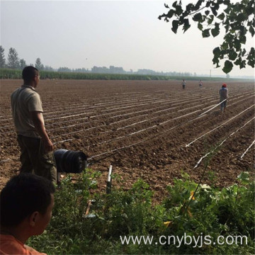 Drip irrigation for watermelon